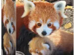 Save the Planet - Red Pandas