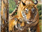 Save the Planet - Tigers