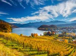 Vineyards