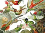 Puzzle en Bois Découpé à la Main - Ernst Haeckel - Les Colibris