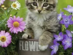 Chaton dans les Fleurs