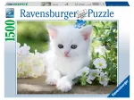 Chaton blanc