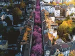 Bonn en Fleurs