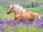 2 Puzzles - Chevaux