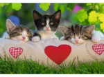 2 Puzzles - Sieste des Chatons