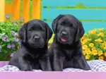 Pièces XXL - Labradors