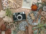 Nature Morte Retro