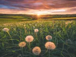 Nature Edition - Pissenlits au Coucher du Soleil