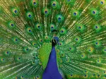 Paon - Puzzle Highlight - Animaux Colorés