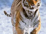 Tigre dans la Neige