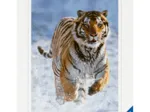 Tigre dans la Neige