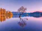 Lake Wanaka Tree