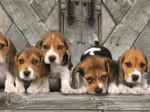 Les Beagles