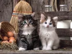 Lovely Kittens
