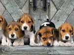 Les Beagles