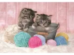 Sweet Kittens