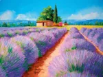 Champ De Lavande