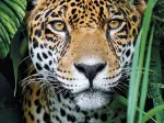 Jaguar dans la Jungle