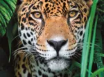Jaguar dans la Jungle