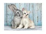 Chat et Lapin