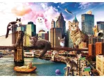 Kittens in New York