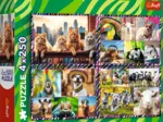 4 Puzzles - Animaux Drôles
