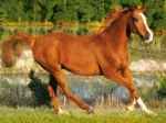 Cheval au galop