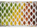 Puzzle en Plastique - The Colorful Season of Leaves