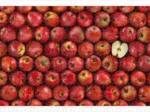 Puzzle en Plastique - Fruits - Apple