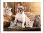Puzzle en Plastique - Little Kittens and A Dog