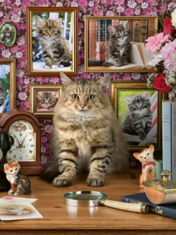 Produit Mes Chatons Image