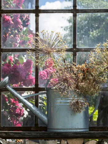 Produit Allium Séché dans un Arrosoir Image