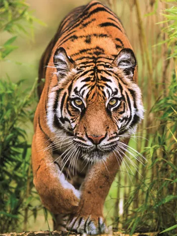 Produit Le Chemin du Chasseur Image