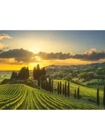 Produit Puzzle XL - Vignoble Maremma Image