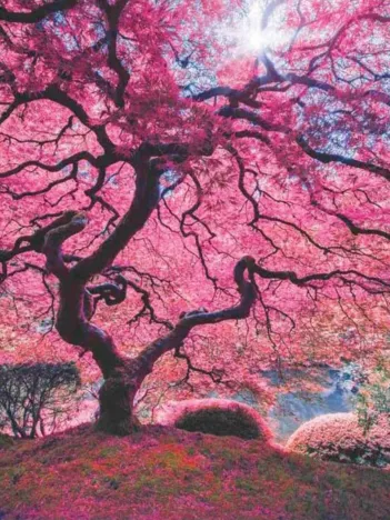 Produit Pink Tree Image