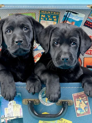 Produit Travel Labs Image