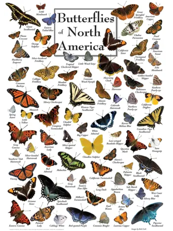 Produit Butterflies of North America Image