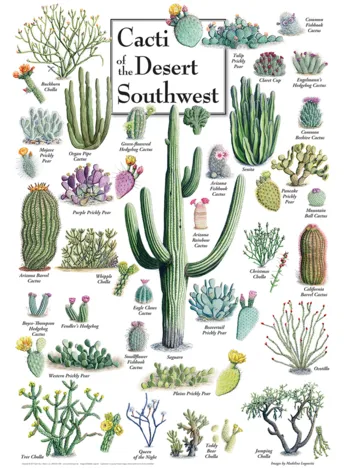 Produit Cacti of the Desert Southwest Image