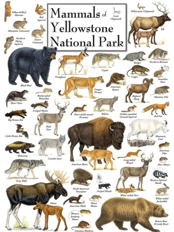 Produit Mammals of Yellowstone National Park Image