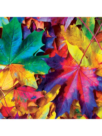 Produit Brilliance - Frénésie Automnale Image