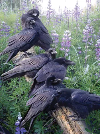 Produit Raven Rendezvous Image