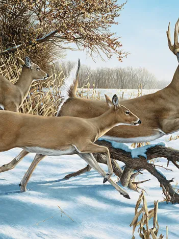 Produit upture de couverture Image