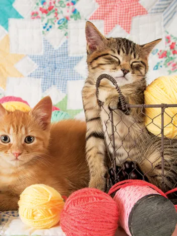 Produit Boules de Poils Image