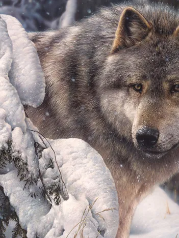 Produit Maître du Nord Image