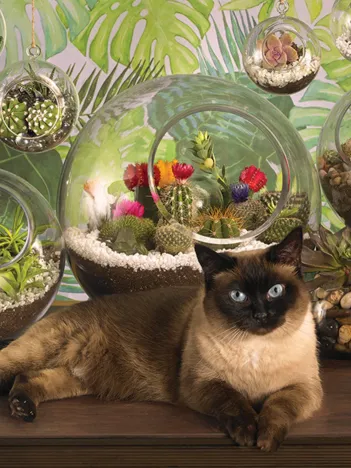 Produit Terrarium Cat Image