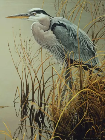 Produit Pièces XXL - Great Blue Heron Image
