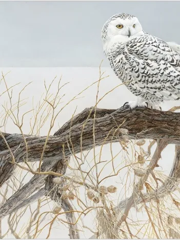 Produit Pièces XXL - Fallen Willow Snowy Owl Image
