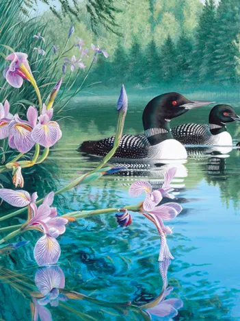 Produit Plongeons dans la Baie de Lis Image