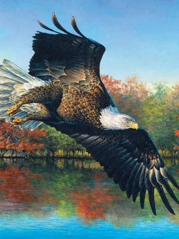 Produit Abraham Hunter - Wetlands Eagle Image