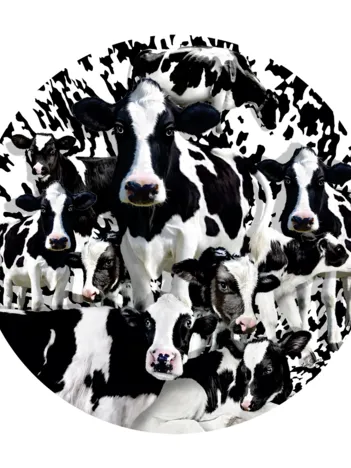 Produit Lori Schory - Herd of Cows Image